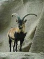 /album/hagamos-algo/bucardo-cabra-montes-iberica-jpg1/